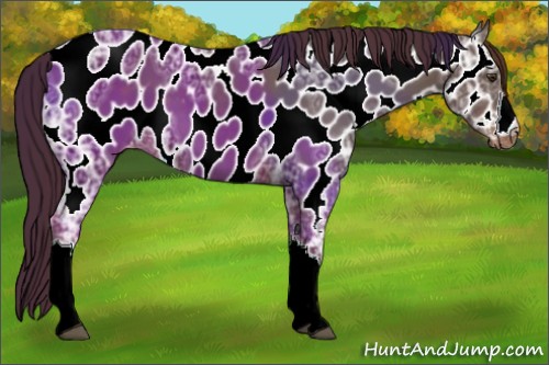 Horse Color:Liver Chestnut Ice Appaloosa 