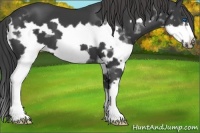 Horse Color:Black Splash Frame
