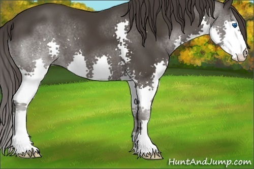 Horse Color:Smoky Black Splash