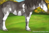 Horse Color:Smoky Black Splash 