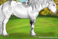 Horse Color:White Spotted Silver Brown Chinchilla Sabino