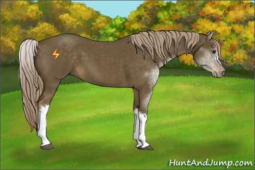 Horse Color:Chocolate Palomino Roan 