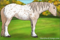 Horse Color:Chestnut Appaloosa