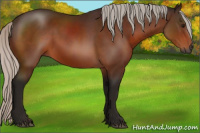 Horse Color:Gray Silver Bay Sabino