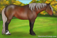 Horse Color:Gray Silver Bay Sabino