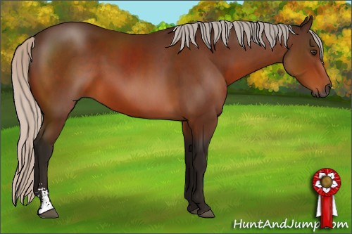 Horse Color:Gray Silver Bay Sabino