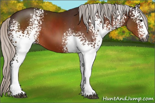 Horse Color:Gray White Spotted Silver Bay Sabino