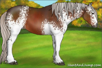 Horse Color:Gray White Spotted Silver Bay Sabino