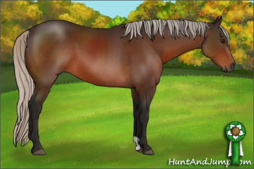Horse Color:Gray Silver Bay Sabino 