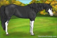 Horse Color:Black Splash Frame