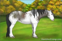 Horse Color:White Spotted Grullo