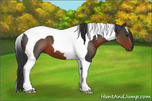 Horse Color:Brown Tobiano 