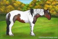 Horse Color:Brown Tobiano 