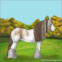 Horse Color:White Spotted Black Pearl Sabino 