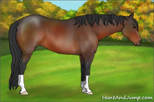 Horse Color:Brown 
