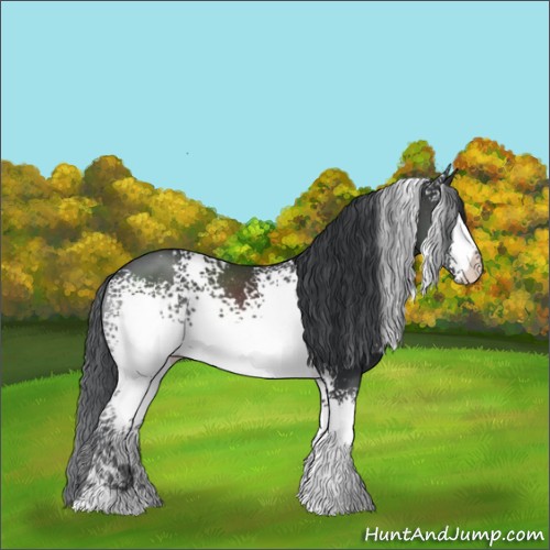 Horse Color:White Spotted Black Sabino Rabicano 