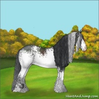 Horse Color:White Spotted Black Sabino Rabicano