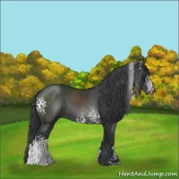 Horse Color:White Spotted Black
