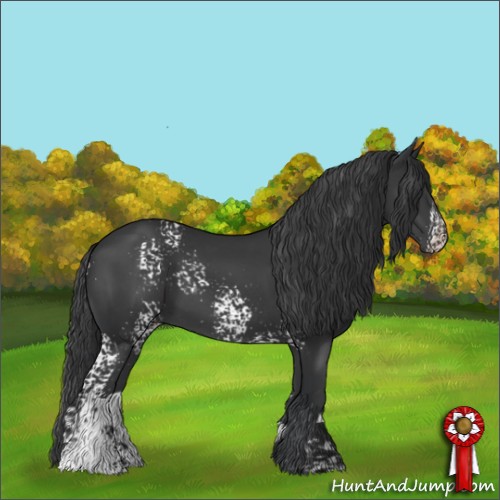 Horse Color:White Spotted Black Rabicano 