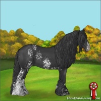 Horse Color:White Spotted Black Rabicano 