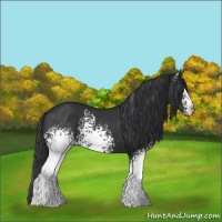 Horse Color:White Spotted Black 