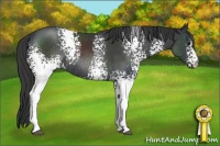Horse Color:White Spotted Black Rabicano 
