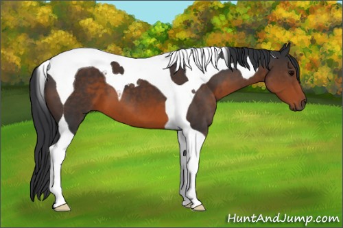 Horse Color:Brown Tobiano 
