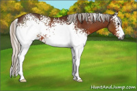 Horse Color:Gray White Spotted Silver Bay Rabicano