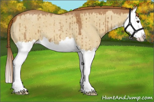 Horse Color:Red Dun Roan Splash 