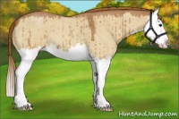 Horse Color:Red Dun Roan Splash 