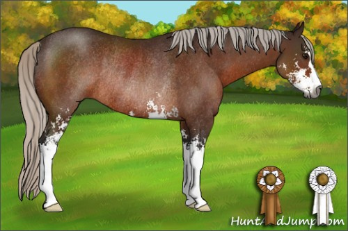 Horse Color:Gray Silver Brown Sabino Rabicano