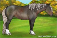 Horse Color:Gray Silver Black 