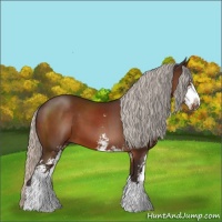 Horse Color:Silver Brown Sabino 