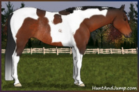 Horse Color:Gray Bay Tobiano Rabicano