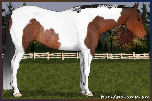 Horse Color:Gray Bay Tobiano Rabicano 