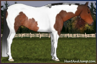 Horse Color:Gray Bay Tobiano Rabicano