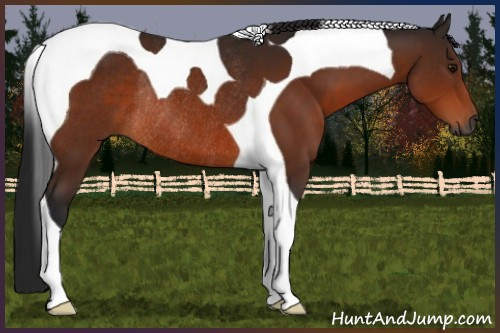 Horse Color:Gray Bay Tobiano Rabicano
