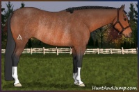 Horse Color:Bay Rabicano 