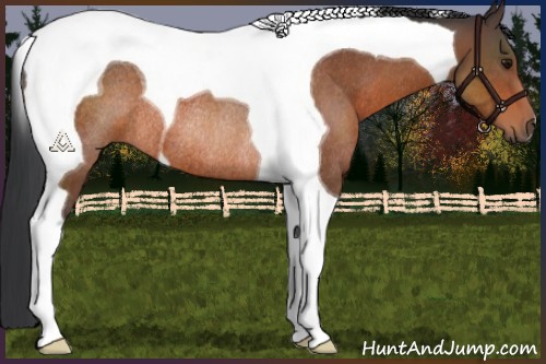 Horse Color:Brown Tobiano Rabicano 
