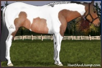 Horse Color:Brown Tobiano Rabicano 