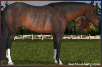 Horse Color:Gray Bay Rabicano 
