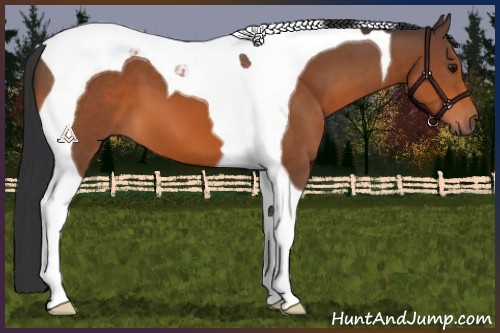 Horse Color:Bay Tobiano