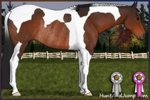 Horse Color:Gray Bay Tobiano Rabicano