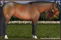 Horse Color:Bay Rabicano 