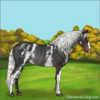 Horse Color:White Spotted Liver Chestnut Rabicano 