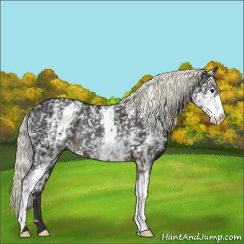 Horse Color:White Spotted Liver Chestnut Rabicano 