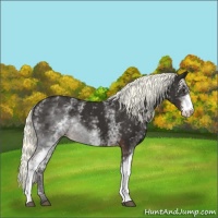 Horse Color:White Spotted Liver Chestnut