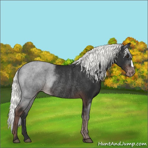 Horse Color:Liver Chestnut Mushroom Varnish Rabicano 