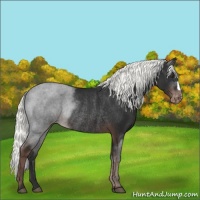 Horse Color:Liver Chestnut Mushroom Varnish Rabicano