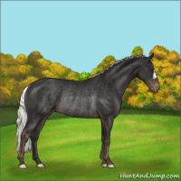 Horse Color:Liver Chestnut Mushroom Appaloosa Rabicano 